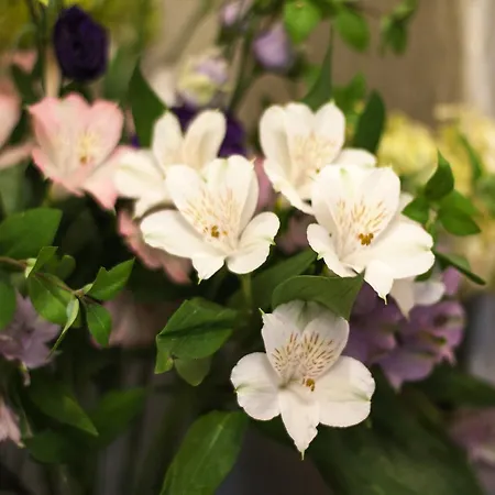 Ascot House 哈罗盖特