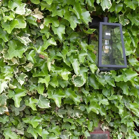 酒店 Ascot House 哈罗盖特