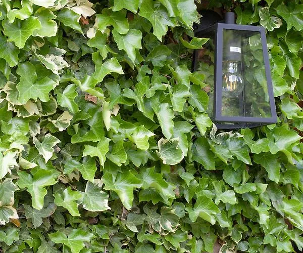 호텔 Ascot House 해러게이트